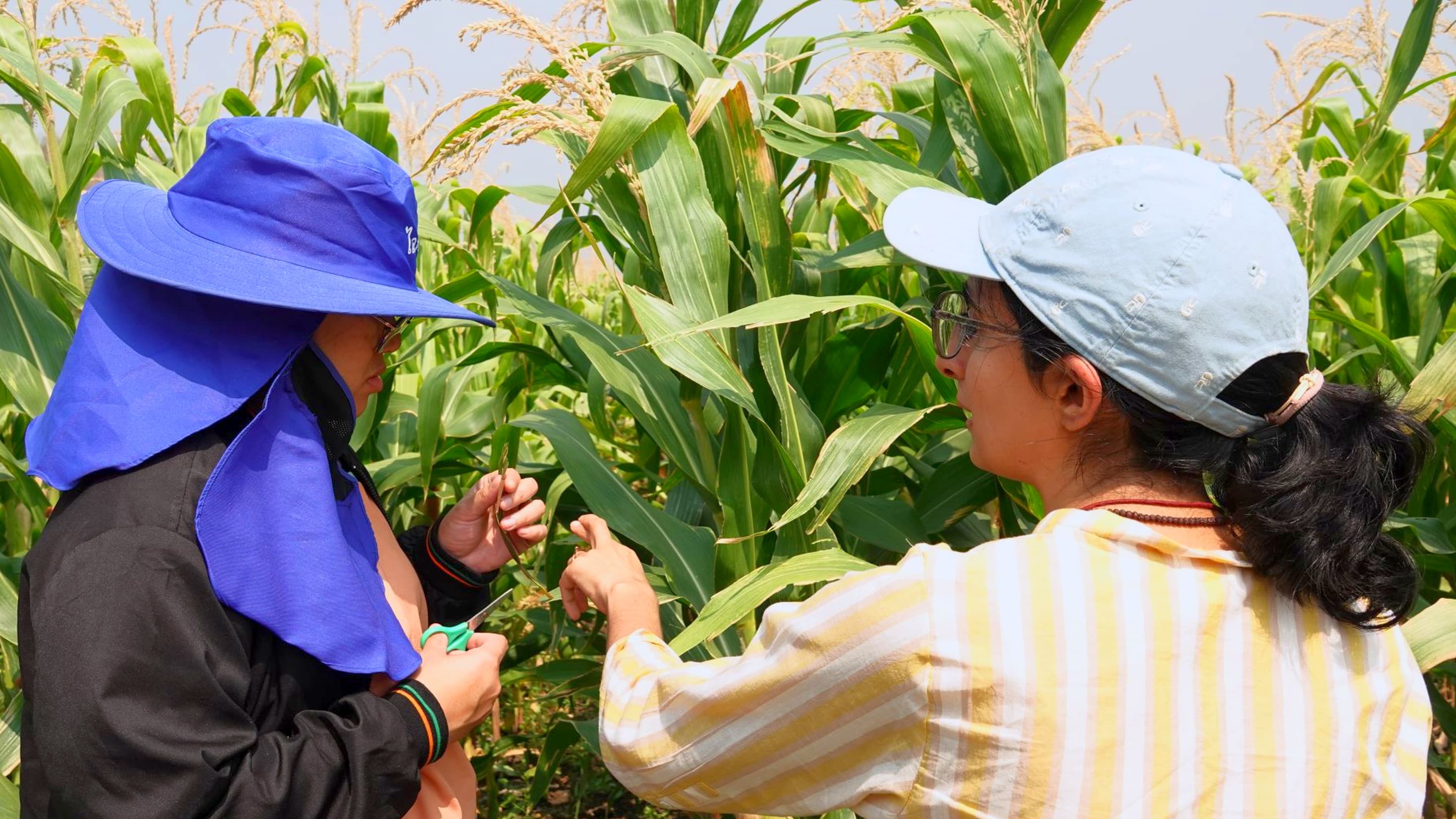A Living Roots agronomist checking maize with a farmer
