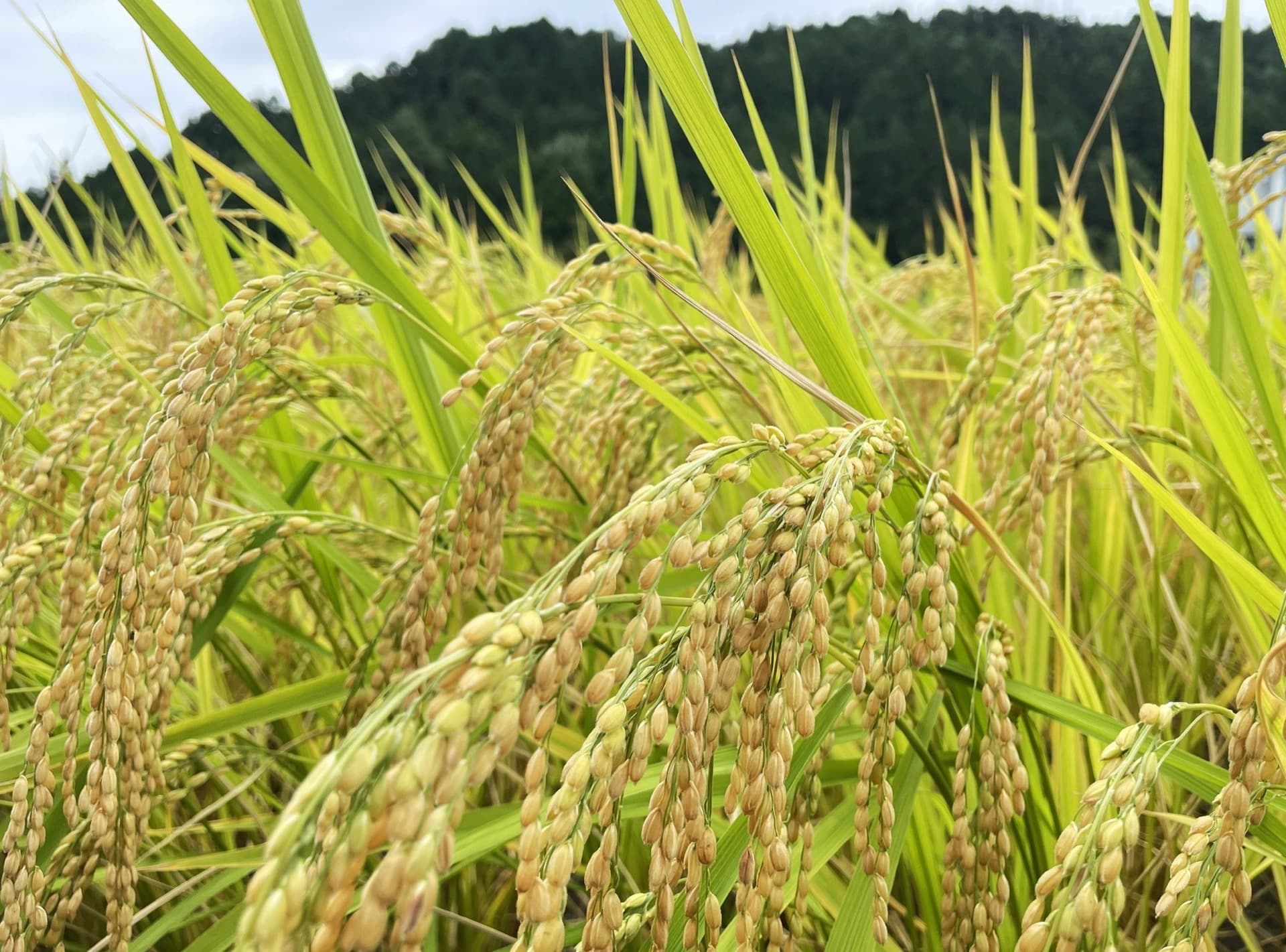Sustainable farming