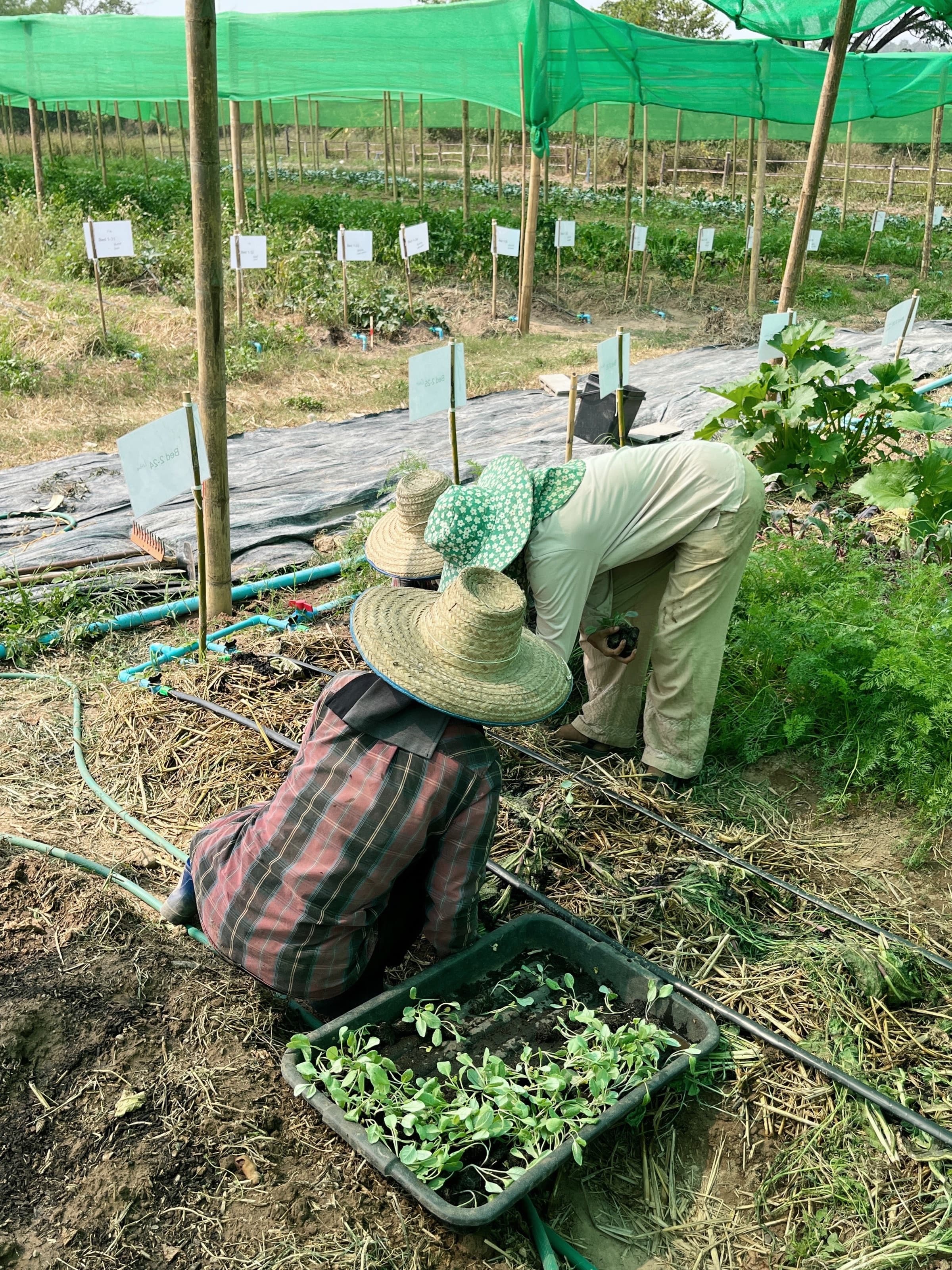 Team planting seedlings into labelled trial beds