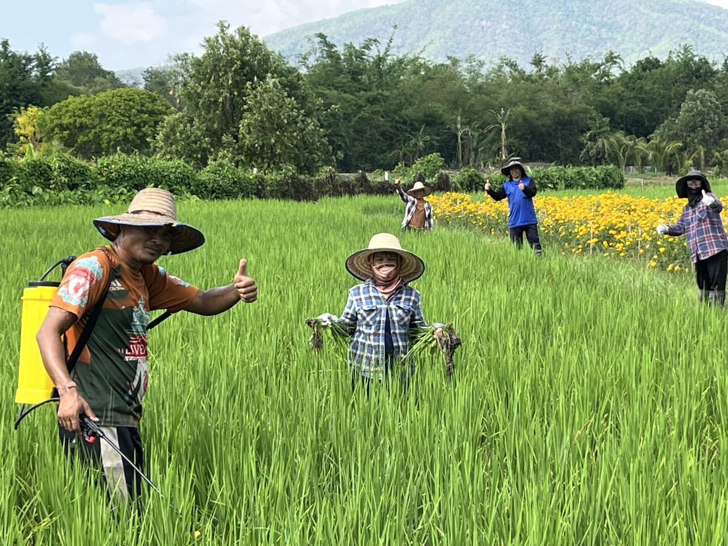 Lotus Foods Rice, Thailand