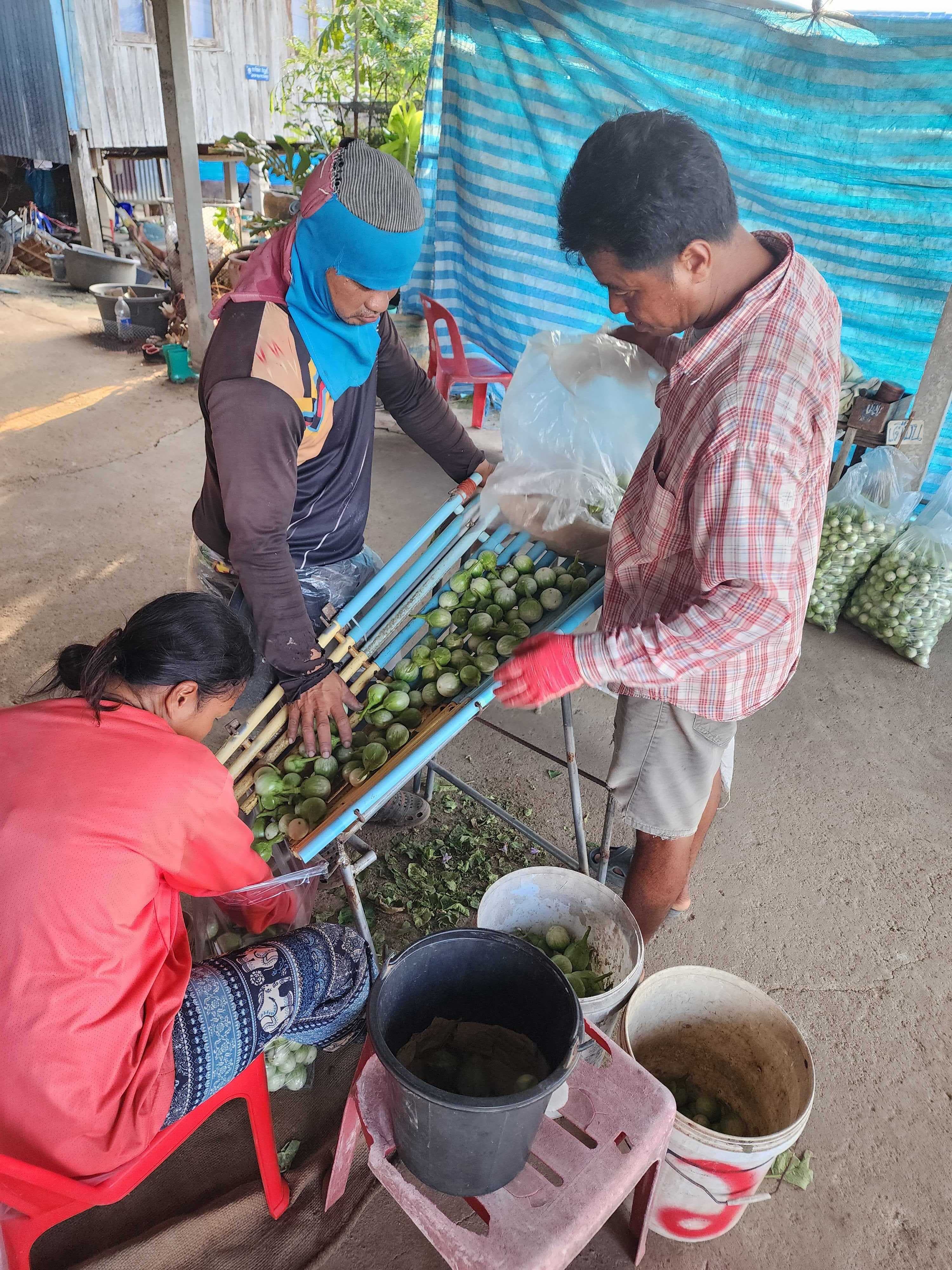 A grower family sorting eggplant for buyers