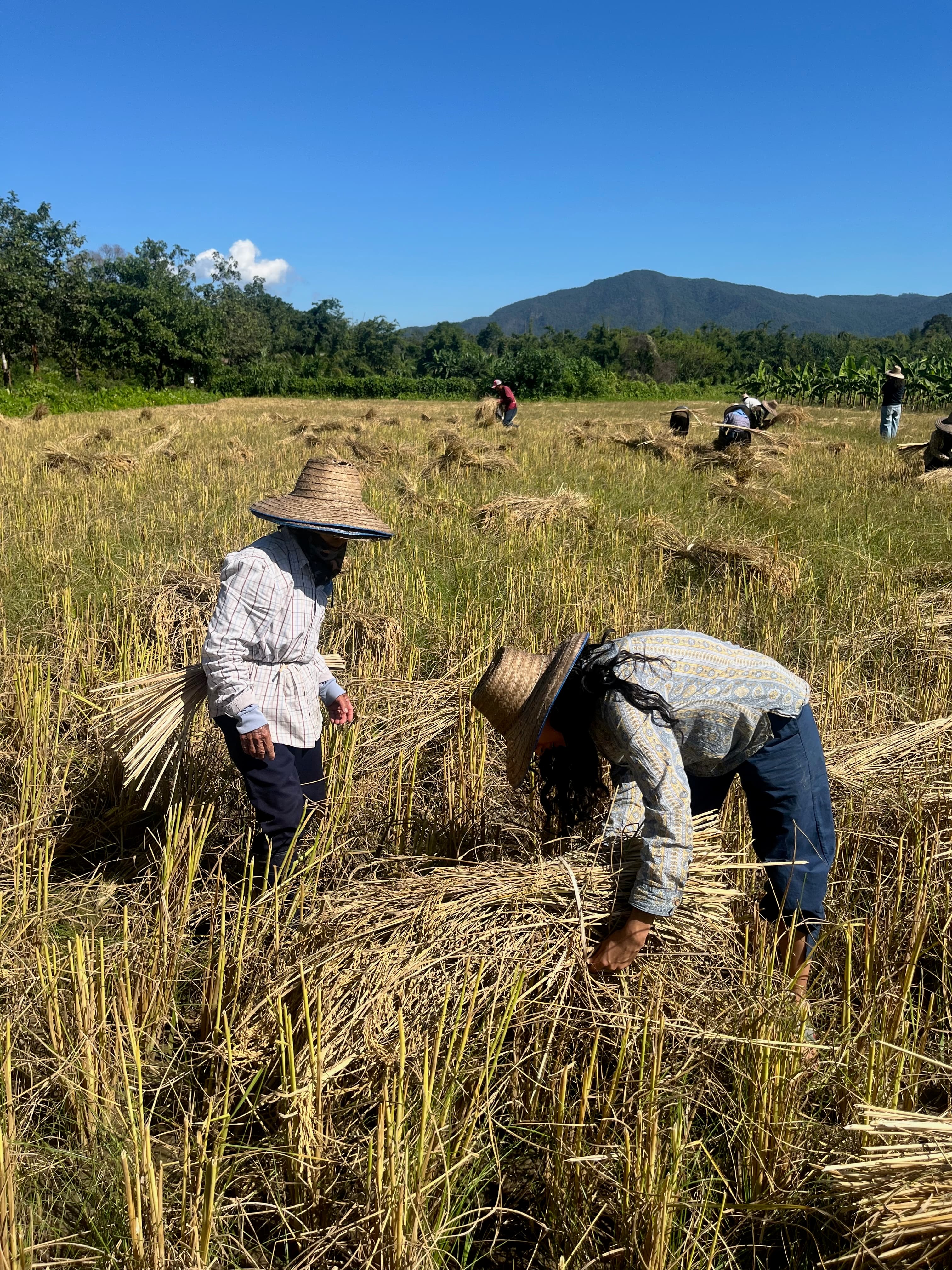 Farmers harvesting rice by hand in Fang