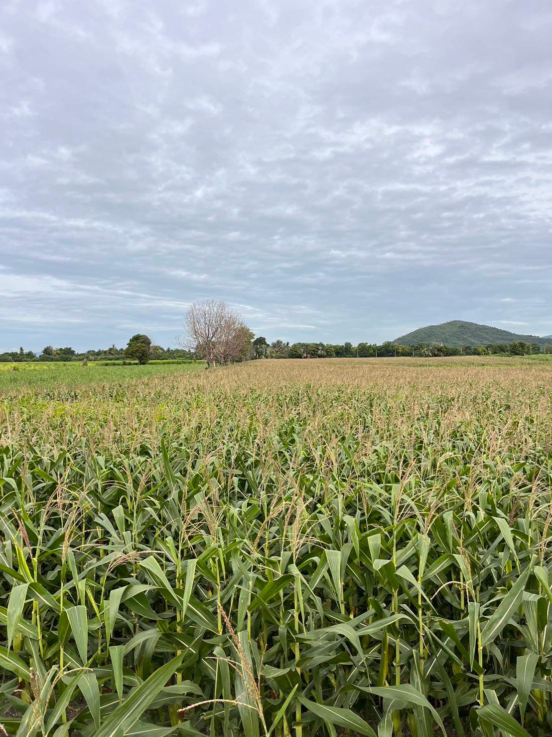 Corn